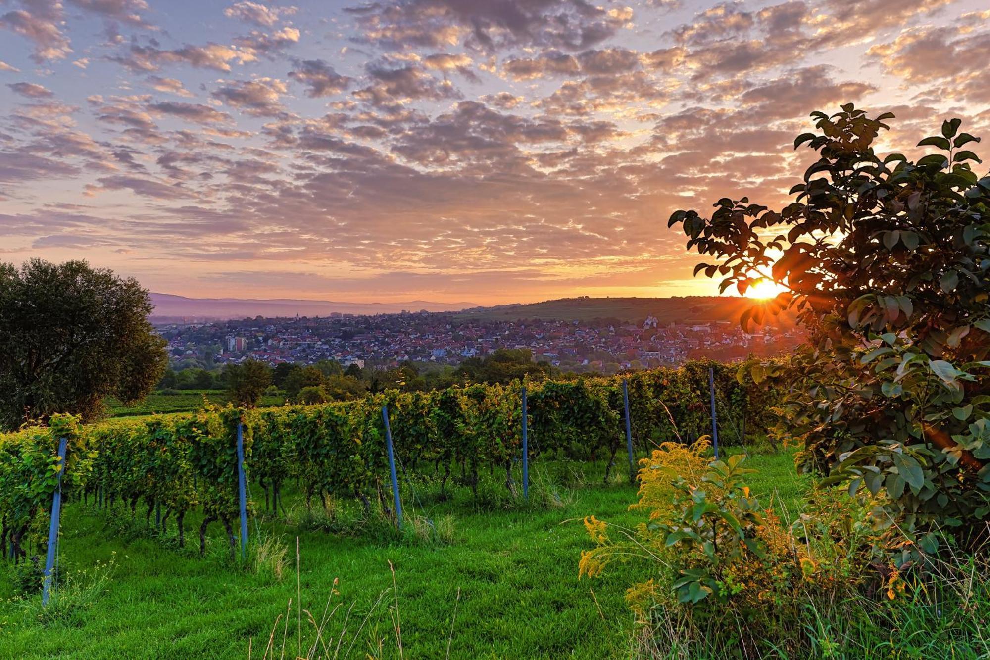 Ibb Hotel Ingelheim Екстер'єр фото